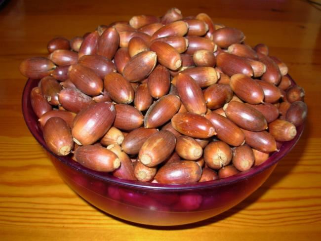 Palamudun faydaları nelerdir?