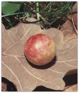 Palamudun faydaları nelerdir?