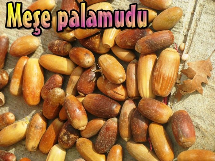 Palamudun faydaları nelerdir?