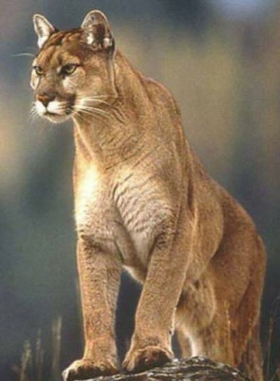 Rüyada puma yada pars cinsi vahşi hayvan görmenin yorumu nedir?