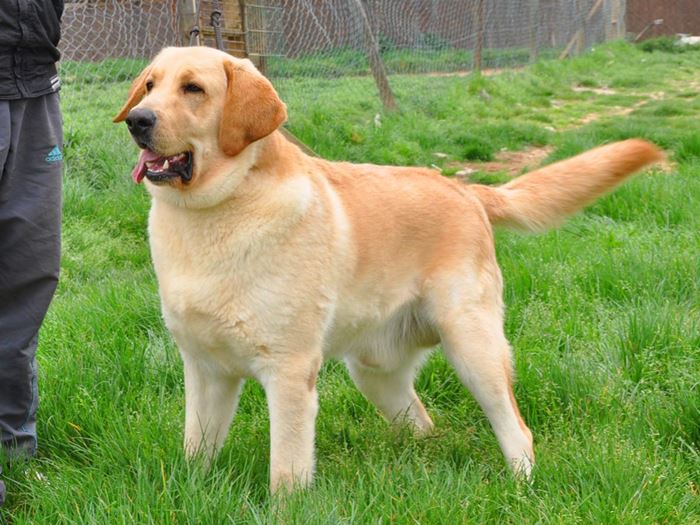 Kur’an-ı kerim’de adı geçen hayvan isimleri