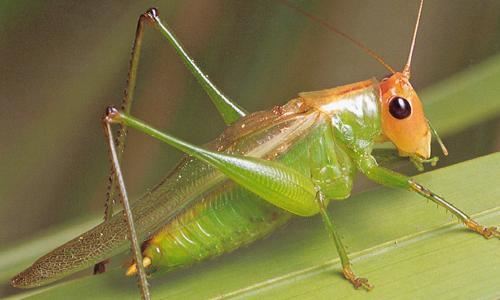 Kur’an-ı kerim’de adı geçen hayvan isimleri