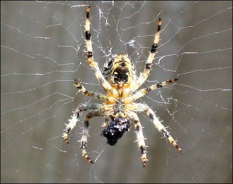 Kur’an-ı kerim’de adı geçen hayvan isimleri