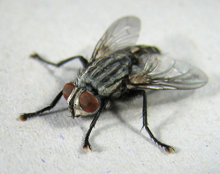 Kur’an-ı kerim’de adı geçen hayvan isimleri