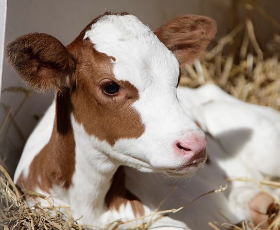 Kur’an-ı kerim’de adı geçen hayvan isimleri