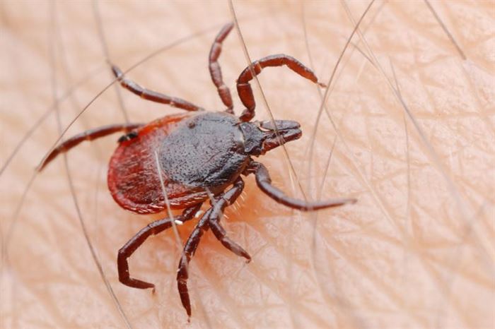 Kur’an-ı kerim’de adı geçen hayvan isimleri