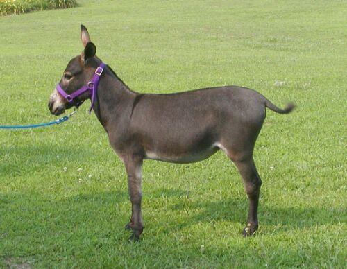 Kur’an-ı kerim’de adı geçen hayvan isimleri