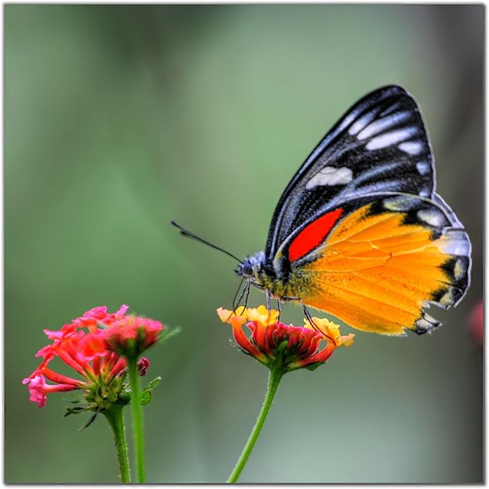 Kur’an-ı kerim’de adı geçen hayvan isimleri