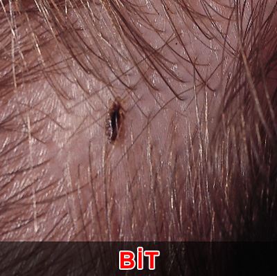 Kur’an-ı kerim’de adı geçen hayvan isimleri