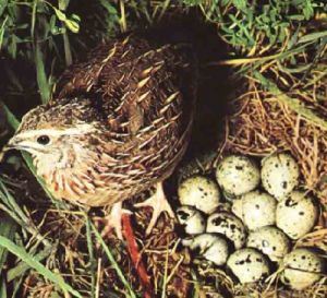 Kur’an-ı kerim’de adı geçen hayvan isimleri