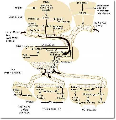 Hayvanlarda Sütün Oluşumu Nasıl oluşur