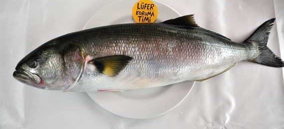 Oltamız olmadan nasıl balık tutarız?