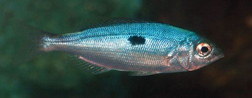 Oltamız olmadan nasıl balık tutarız?