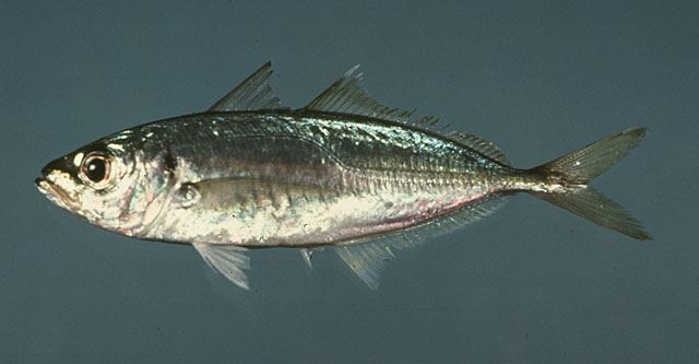 Oltamız olmadan nasıl balık tutarız?