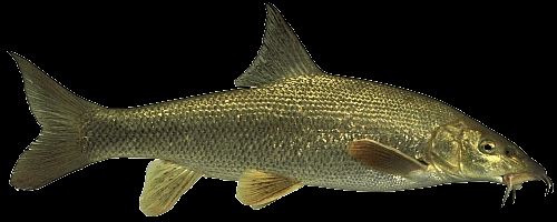 Oltamız olmadan nasıl balık tutarız?