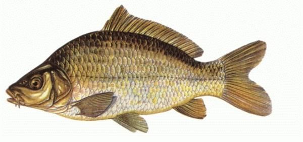 Oltamız olmadan nasıl balık tutarız?