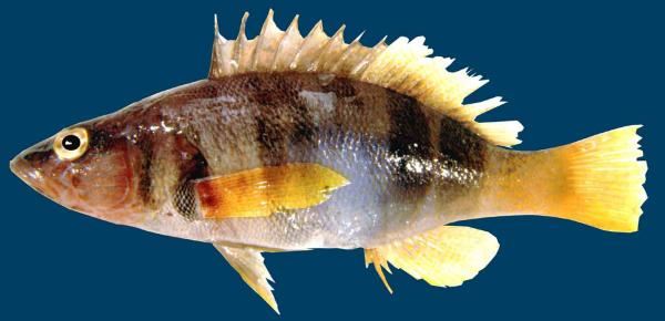 Oltamız olmadan nasıl balık tutarız?