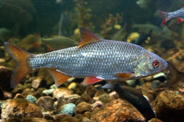 Oltamız olmadan nasıl balık tutarız?