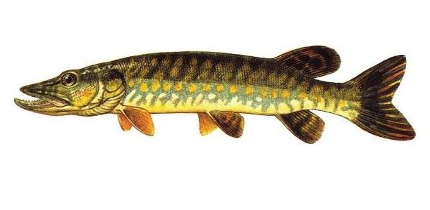 Oltamız olmadan nasıl balık tutarız?