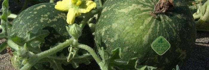 Ebucehil karpuzu nedir?