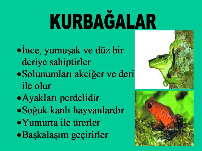 Kurbağaların özellikleri nelerdir?
