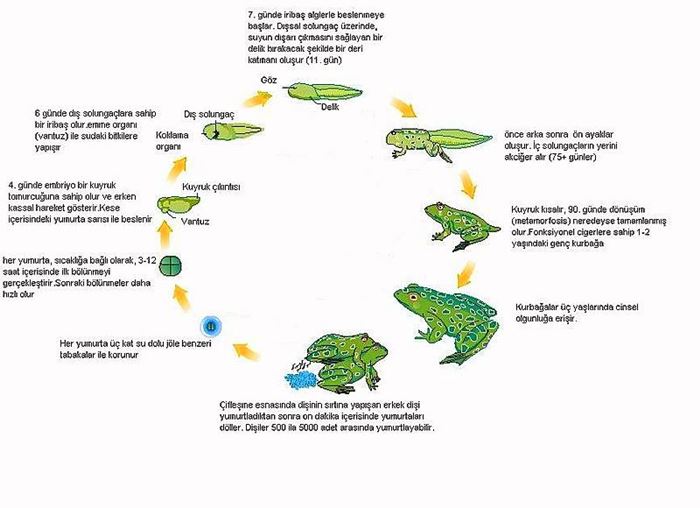 Kurbağaların özellikleri nelerdir?