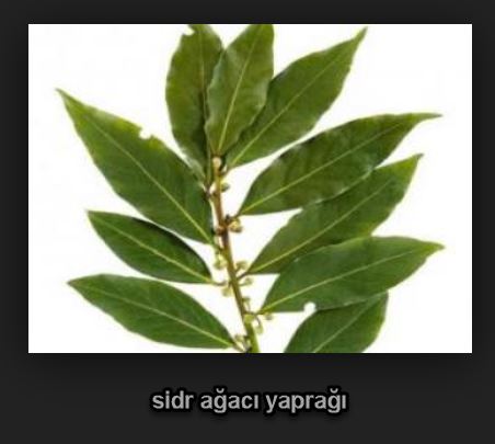 Sidr Nedir? Sidr Ne Demektir