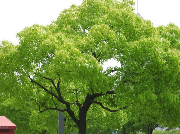 Kafur nedir? Kafur ağacı hakkında kısa bilgi