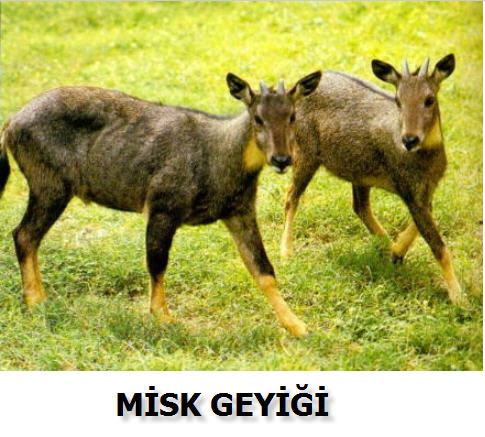 Misk kokusu nedir?