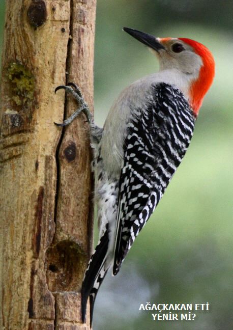 Ağaçkakan yemek haram mı