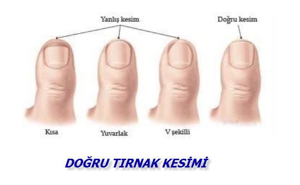 Tırnaklar nasıl kesilir sünnet