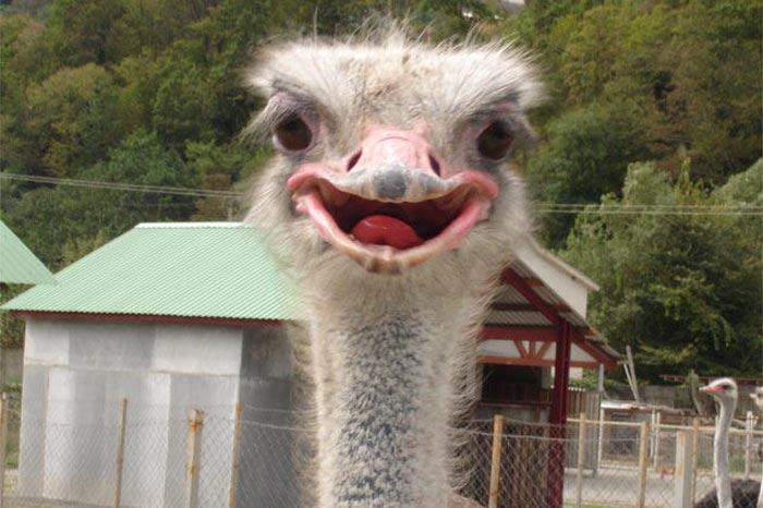 Hayvanlar gülümser mi