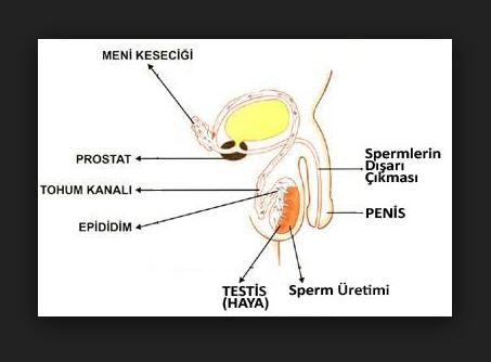 Erkeklerin idrarını çıktığı yer ile boşaldığı yer aynı mı?