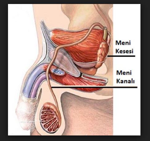 Erkeklerin idrarını çıktığı yer ile boşaldığı yer aynı mı?