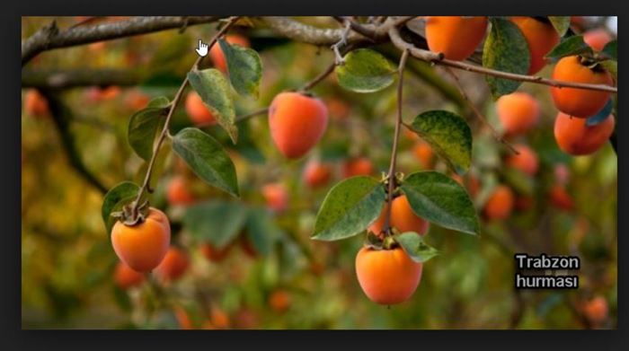 Peygamberimiz saçlarını yıkadığı sidr yaprağı nerede bulunur