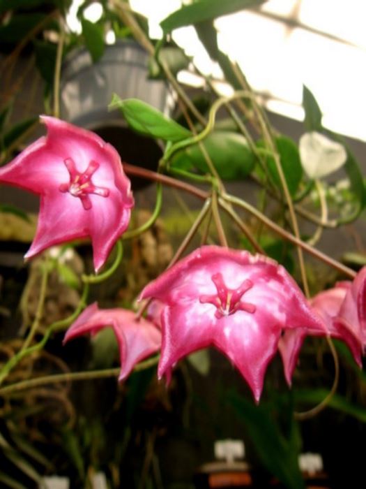 Mum çiçeği nasıl yetiştirilir