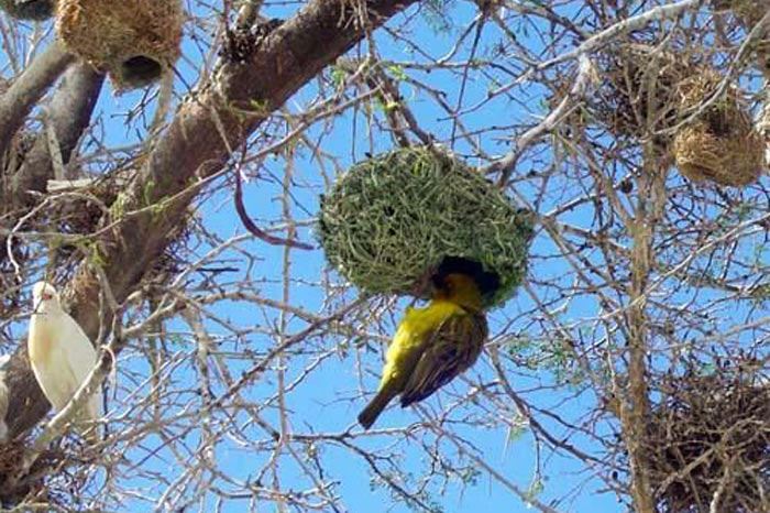 Canlıların Yuvaları