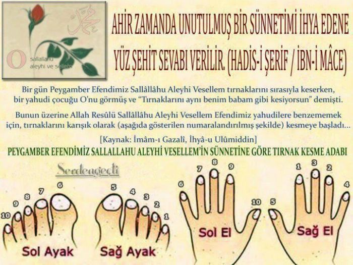 Tırnak Kesimi Nasıl olmalıdır…