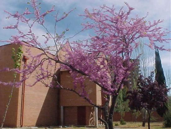 Gargat ağacı ve yahudiler