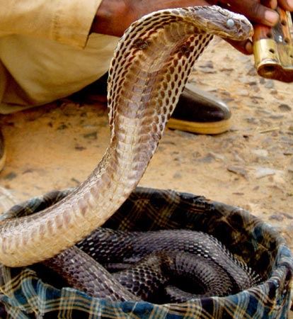 Nesli Tükenmekte Olan Hayvanlar!!!