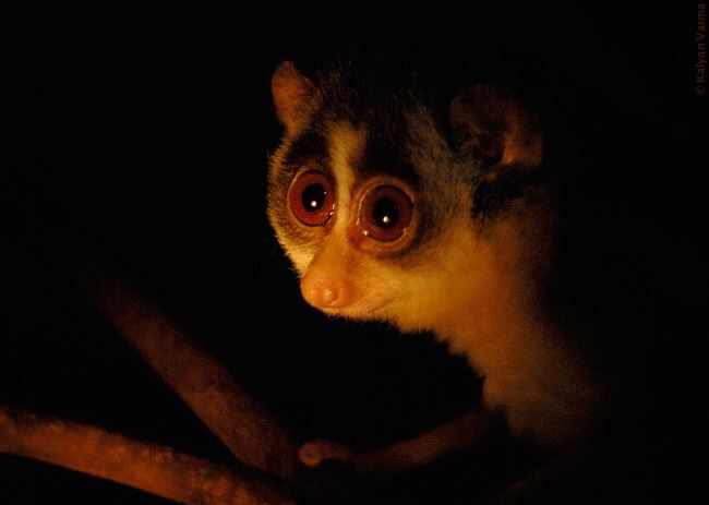 Nesli Tükenmekte Olan Hayvanlar!!!