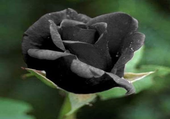 Siyah Gül Resimleri