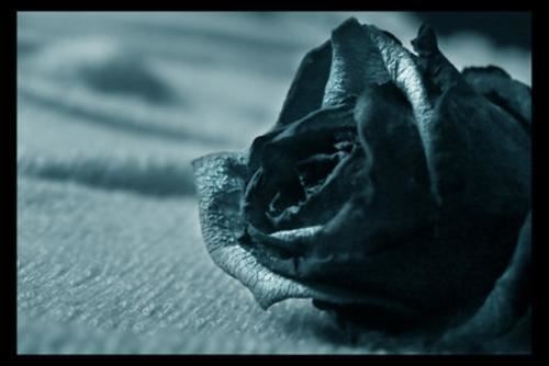 Siyah Gül Resimleri