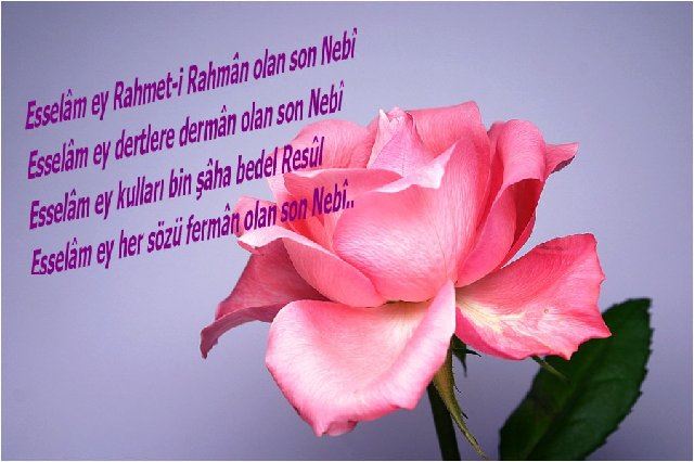 Kutlu doğum haftası ile ilgili fotoğraflar – kartlar