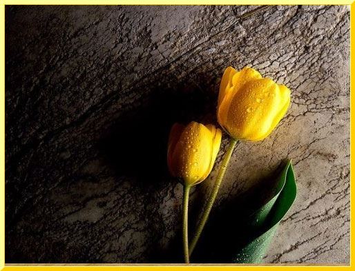 Güllerin Efendisi’ne en güzel güller Bir gülde siz ekleyin