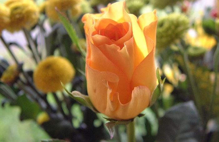 Güllerin Efendisi’ne en güzel güller Bir gülde siz ekleyin