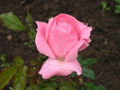 Güllerin Efendisi’ne en güzel güller Bir gülde siz ekleyin