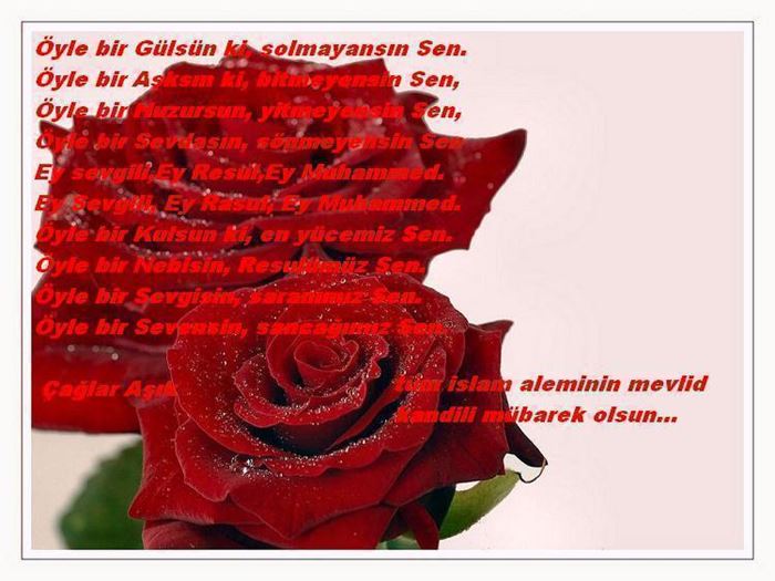 Güllerin Efendisi’ne en güzel güller Bir gülde siz ekleyin
