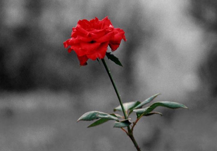 Güllerin Efendisi’ne en güzel güller Bir gülde siz ekleyin