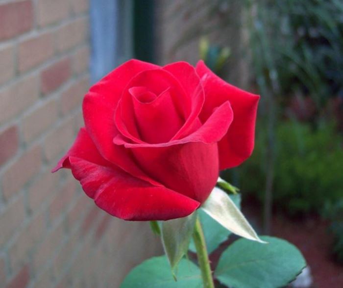 Güllerin Efendisi’ne en güzel güller Bir gülde siz ekleyin